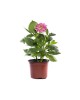 House Plant Sample 8